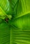 DieffenbachiaÂ sp. Dieffenbachia Big green leaves, leaf patterns, leaf texture details